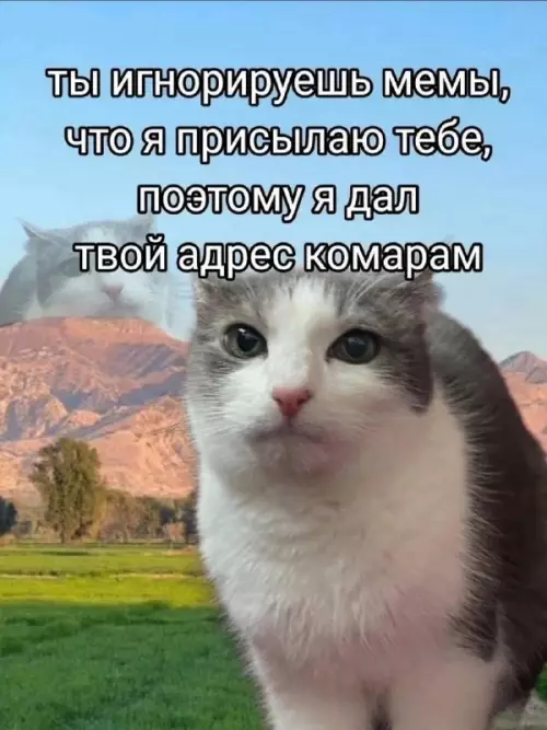 Месть котиком за игнор мемов 😼 - ТЫ ИГНОРИРУЕШЬ МЕМЫ, ЧТО Я ПРИСЫЛАЮ ТЕБЕ, ПОЭТОМУ Я ДАЛ