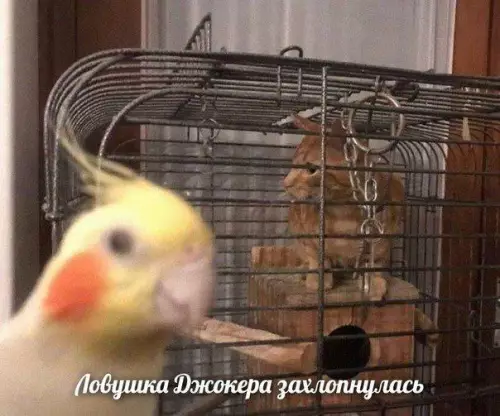 Смешная картинка №667719