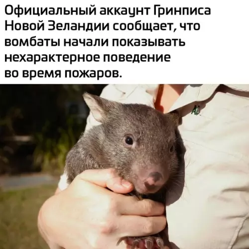 Смешная картинка №593569 Maлeнькиe гepoи животные
