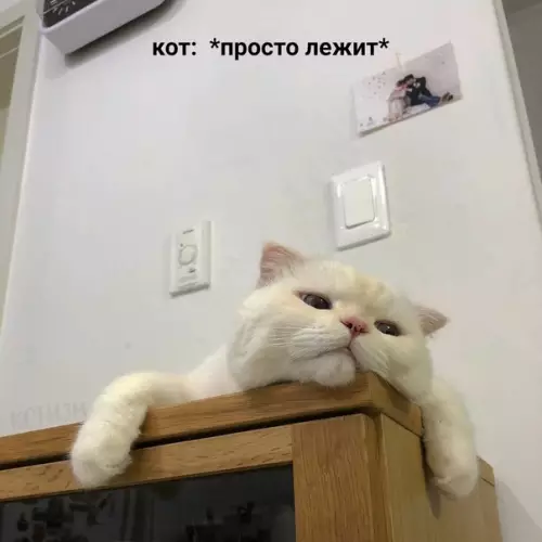 Смешная картинка №593786 Потому что нельзя просто так взять и спокойно пройти мимо спящего котика