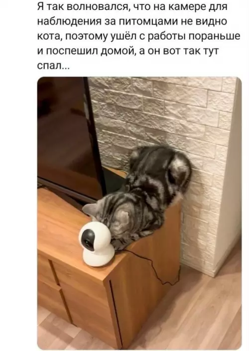 Кот-ниндзя против слежки! 🕵️‍♂️🐱 - Я так волновался, что на камере для наблюдения за питомцами