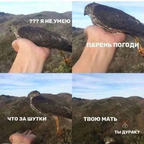 Смешная картинка №513410 Как человек птичку летать учил...
