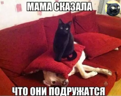 Смешная картинка №526617 Ну, по сути так и вышло ?