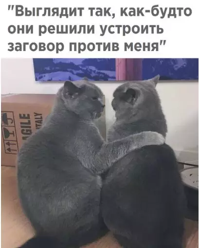 Смешная картинка №212696 кошки