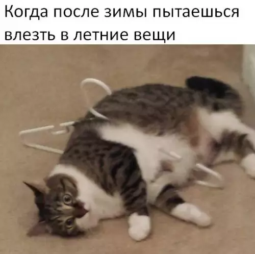 Смешная картинка №177365 Кот, зима, весна, одежда