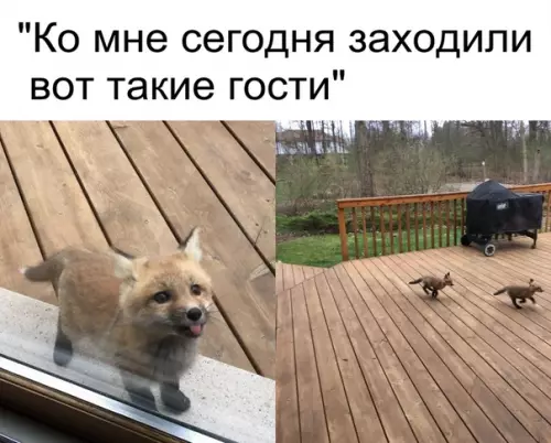 Смешная картинка №351018