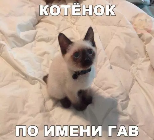 Смешная картинка №197079