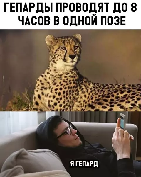 Смешная картинка №339621 Коротко о гепардах