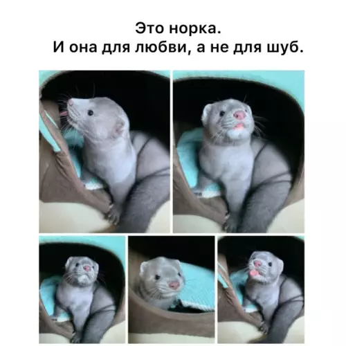 Смешная картинка №575067
