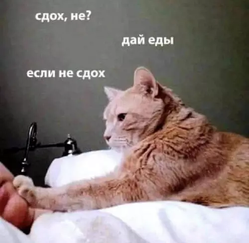 Смешная картинка №703171