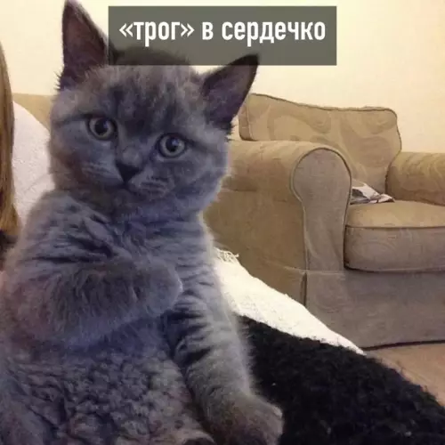 продолжение Смешная картинка №586922 "Tpoг" бывaeт paзным кошки