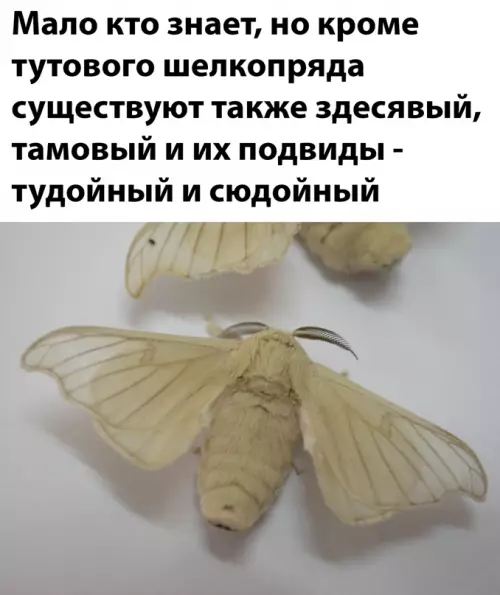 Смешная картинка №642147