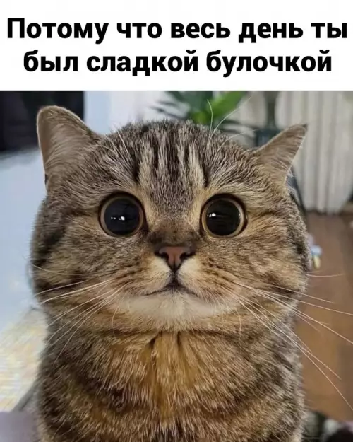 продолжение Смешная картинка №724544