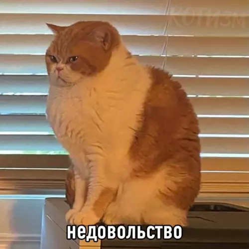 Смешная картинка №534293 Набор твоих состояний на каждый день: