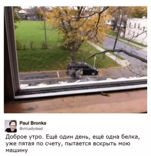 Смешная картинка №466001 Ужасные чернобыльские белки животные, белки