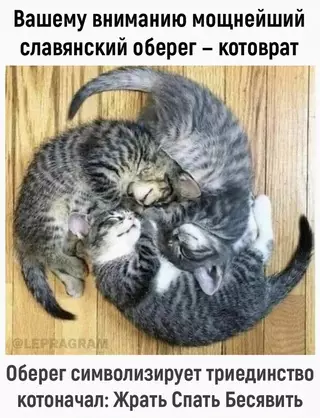 Смешная картинка №717076 Коты