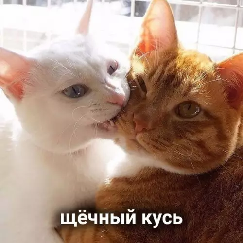 продолжение Смешная картинка №573295 Виды кусь: кошки