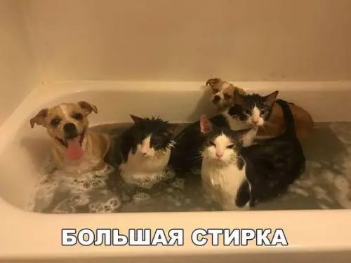 Смешная картинка №202347