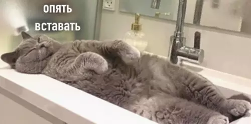Смешная картинка №597224 Каждое утро завидую пушистому