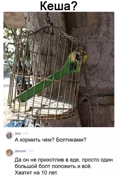 Смешная картинка №535373 Жизнь Кешу потрепала, клюфт у Кеши будь здоров