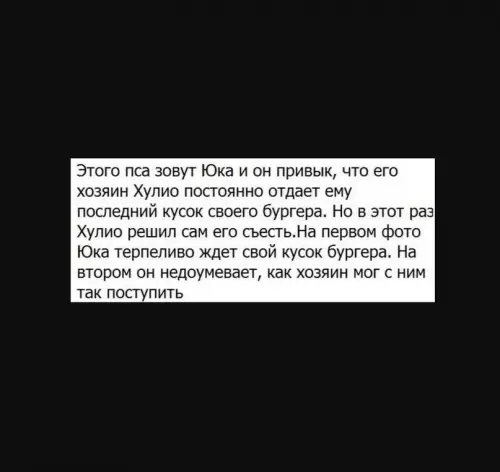 Смешная картинка №601945 Просто взгляните на его рeакцию)) Собаки