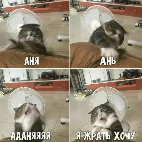 Смешная картинка №254994 коты