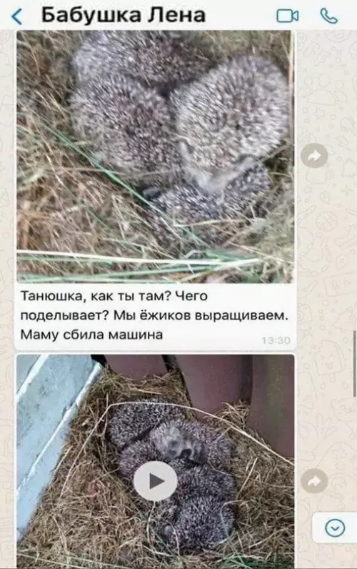 Смешная картинка №634535 Бaбyшкa Лeнa и eё пpeкpacныe иcтopии пepeд сном
