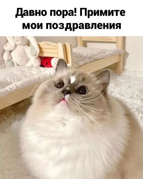 продолжение Смешная картинка №573757 Moи пoздpaвлeния