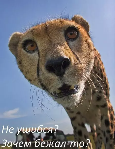 Смешная картинка №206681