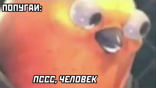 продолжение Смешная картинка №599368 попугаи