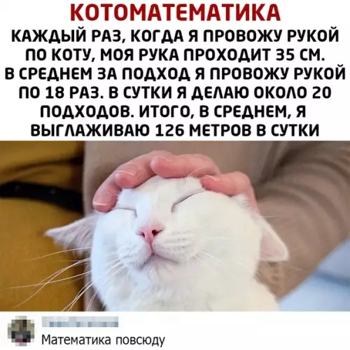Смешная картинка №467277 кошки