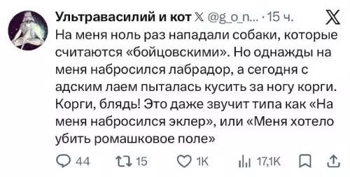 Битва с корги: эклер против бойцовской собаки 🐶 - На меня ноль раз нападали собаки, которые считаются бойцовскими. Но