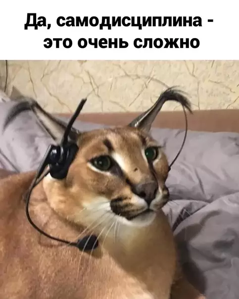 продолжение Смешная картинка №571671