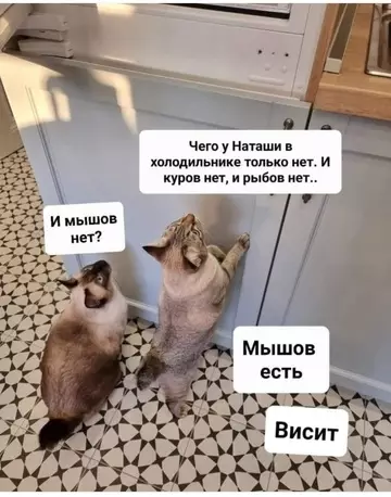 Смешная картинка №724072 Коты