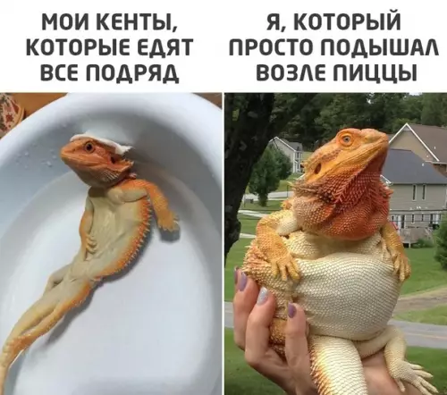 Смешная картинка №574049