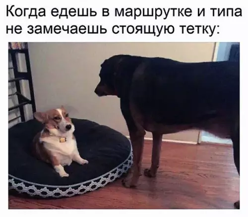 Смешная картинка №273573 собаки, маршрутка
