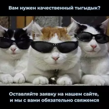 Тот самый элитный тыгыдык! 😎🐾 - Вам нужен качественный тыгыдык? Оставляйте заявку на нашем сайте, и