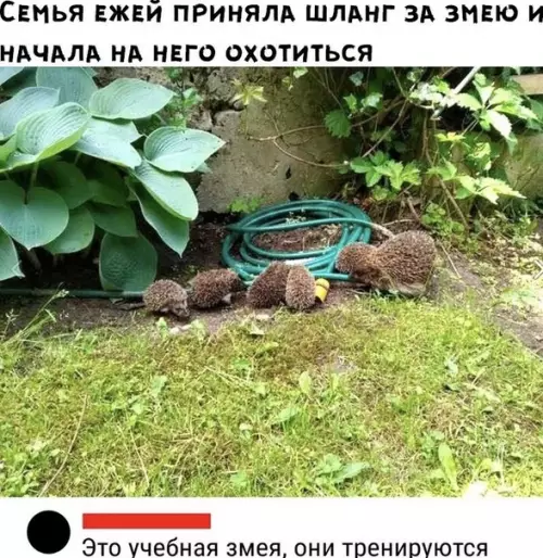 Смешная картинка №505564