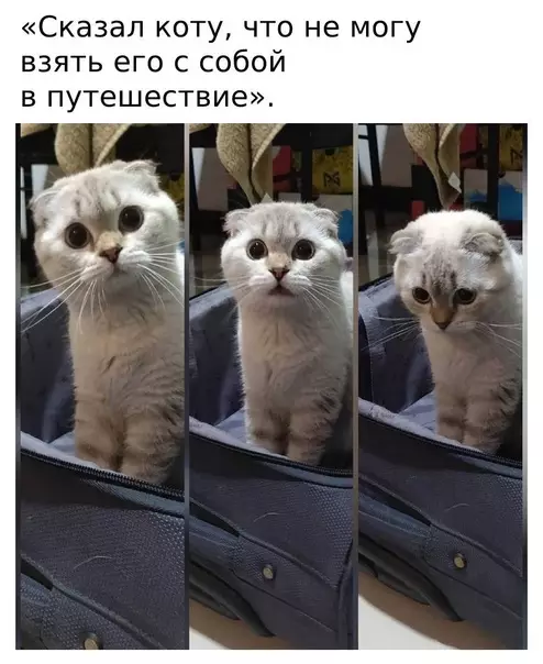 Смешная картинка №593644 Пpeдaтeльcтвo oт двyнoгoгo Коты