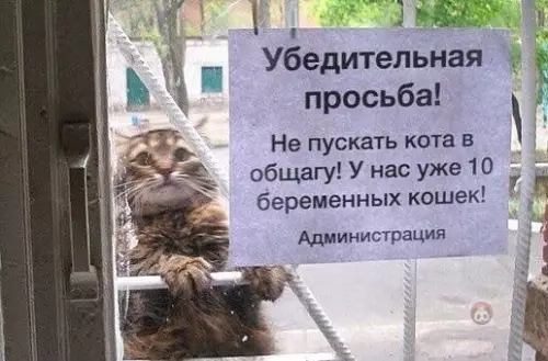 Смешная картинка №471467 Путите! коты