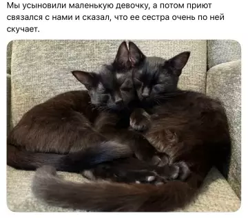 Семейная драма в кошачьем мире 🐈💔 - Мы усыновили маленькую девочку, а потом приют связался с нами