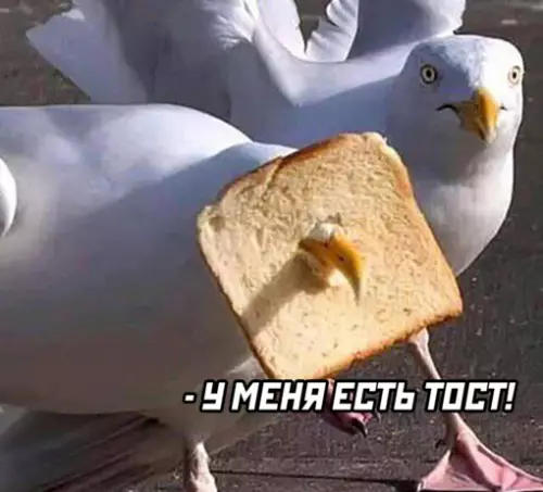 продолжение Смешная картинка №635841