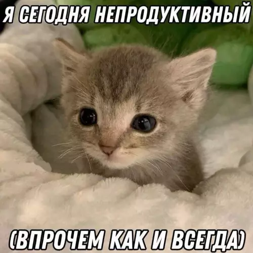Непродуктивный котенок - Я СЕГОДНЯ НЕПРОДУКТИВНЫЙ (ВПРОЧЕМ КАК И ВСЕГДА)