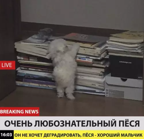 Смешная картинка №221600