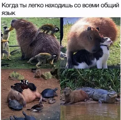 Смешная картинка №373047