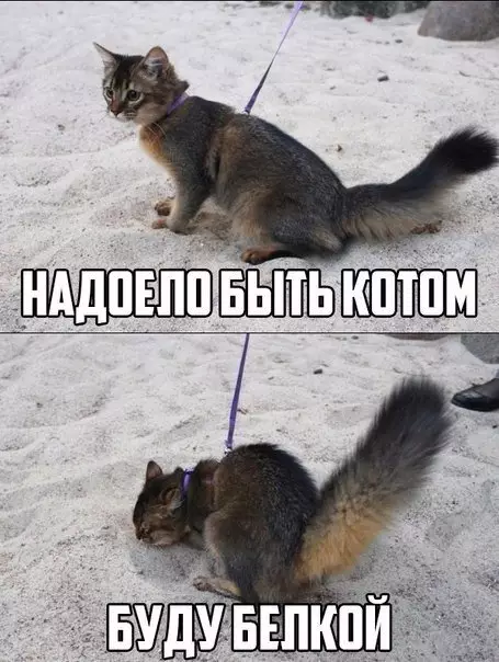 Смешная картинка №197477