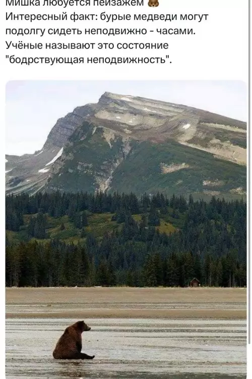 Медведь в глубоком дзене 🐻⛰️ - Мишка любуется пейзажем Интересный факт: бурые медведи могут долго сидеть