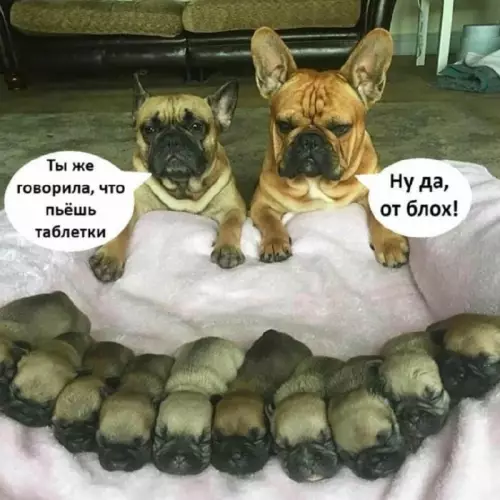 Когда обещания не совпадают с реальностью 🐶 - Ты же говорила, что пьёшь таблетки! Ну да, от блох!