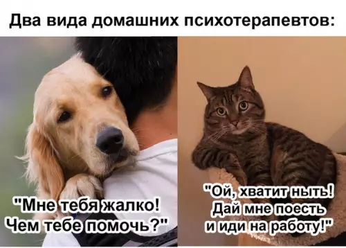 Смешная картинка №494870 Коротко о психологической поддержке питомцев: