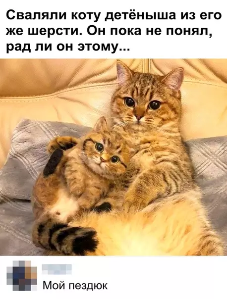 Смешная картинка №339293